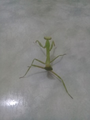 Stagmatoptera femoralis