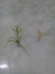 Stagmatoptera femoralis