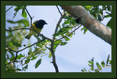 Clarke's Weaver photo 3