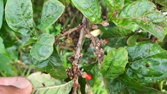 Aegiphila verticillata