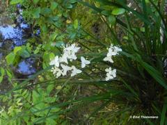 Libertia tricocca