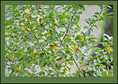 Clarke's Weaver photo 4