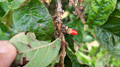 Aegiphila verticillata