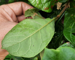 Aegiphila verticillata