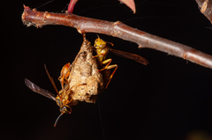 Mischocyttarus angulatus