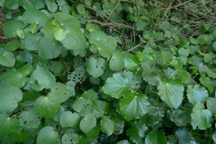 Piper excelsum peltatum