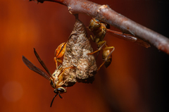 Mischocyttarus angulatus