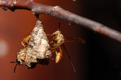 Mischocyttarus angulatus