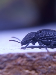 Bolitophagus reticulatus