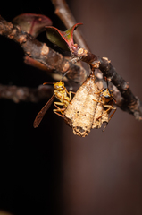 Mischocyttarus angulatus