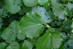 Piper excelsum peltatum