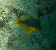 Hypoplectrus aberrans