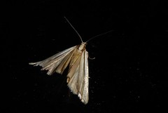 Orocrambus ramosellus