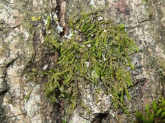 Cryphaea heteromalla