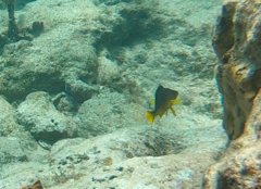 Hypoplectrus aberrans