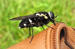 Triclista guttata