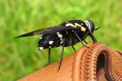 Triclista guttata