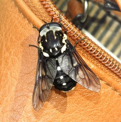 Triclista guttata