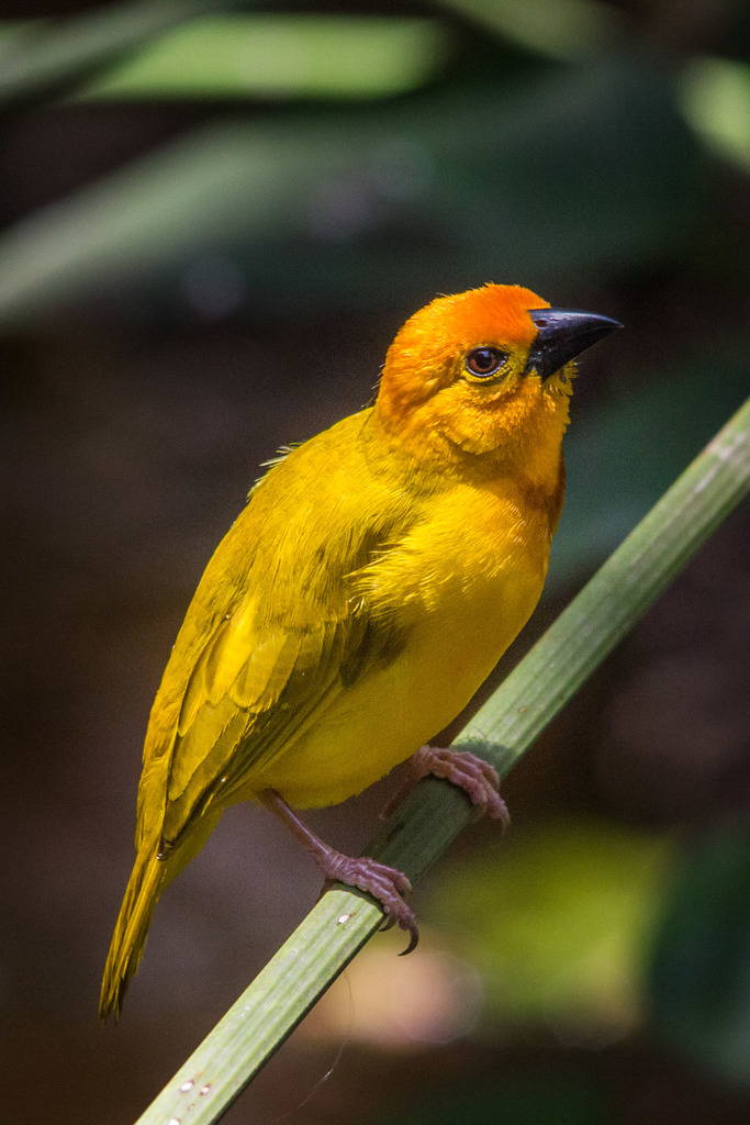 Golden Palm Weaver photo