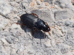Harpalus rubripes