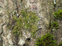 Cryphaea heteromalla