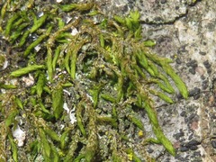 Cryphaea heteromalla