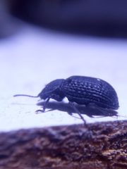 Bolitophagus reticulatus