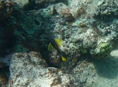 Hypoplectrus aberrans