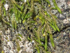 Cryphaea heteromalla