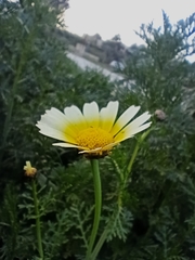 Glebionidinae