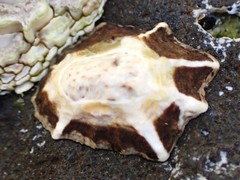 Patelloida latistrigata