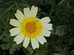 Glebionidinae