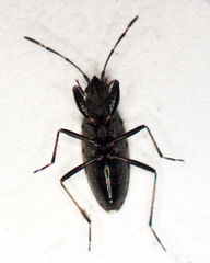 Euander lacertosus