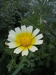 Glebionidinae