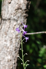Delphinium andesicola