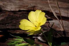 Oenothera elata hirsutissima