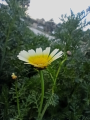 Glebionidinae
