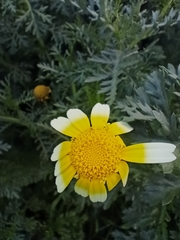 Glebionidinae