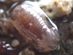 Sphaeromatoidea