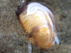 Sphaeromatoidea