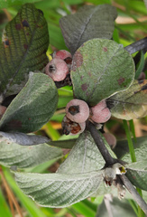 Sabicea brasiliensis
