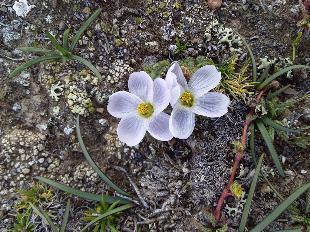 Nototriche lanata