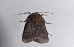 Proteuxoa tetronycha