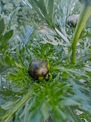 Glebionidinae