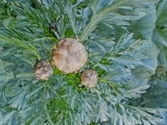 Glebionidinae