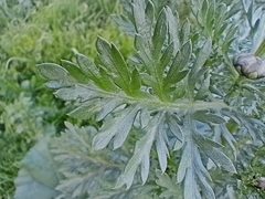 Glebionidinae