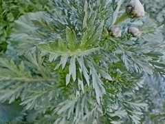 Glebionidinae