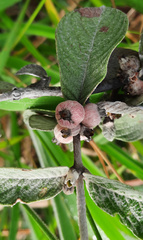 Sabicea brasiliensis