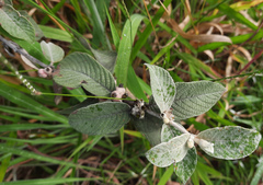 Sabicea brasiliensis