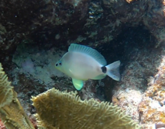 Hypoplectrus unicolor